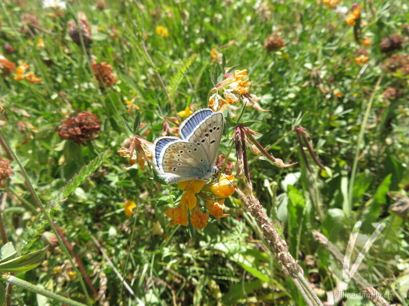 Wundklee-Bläuling: Übersicht